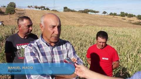 Agricultores desesperados com prejuízos causados por veados MDB
