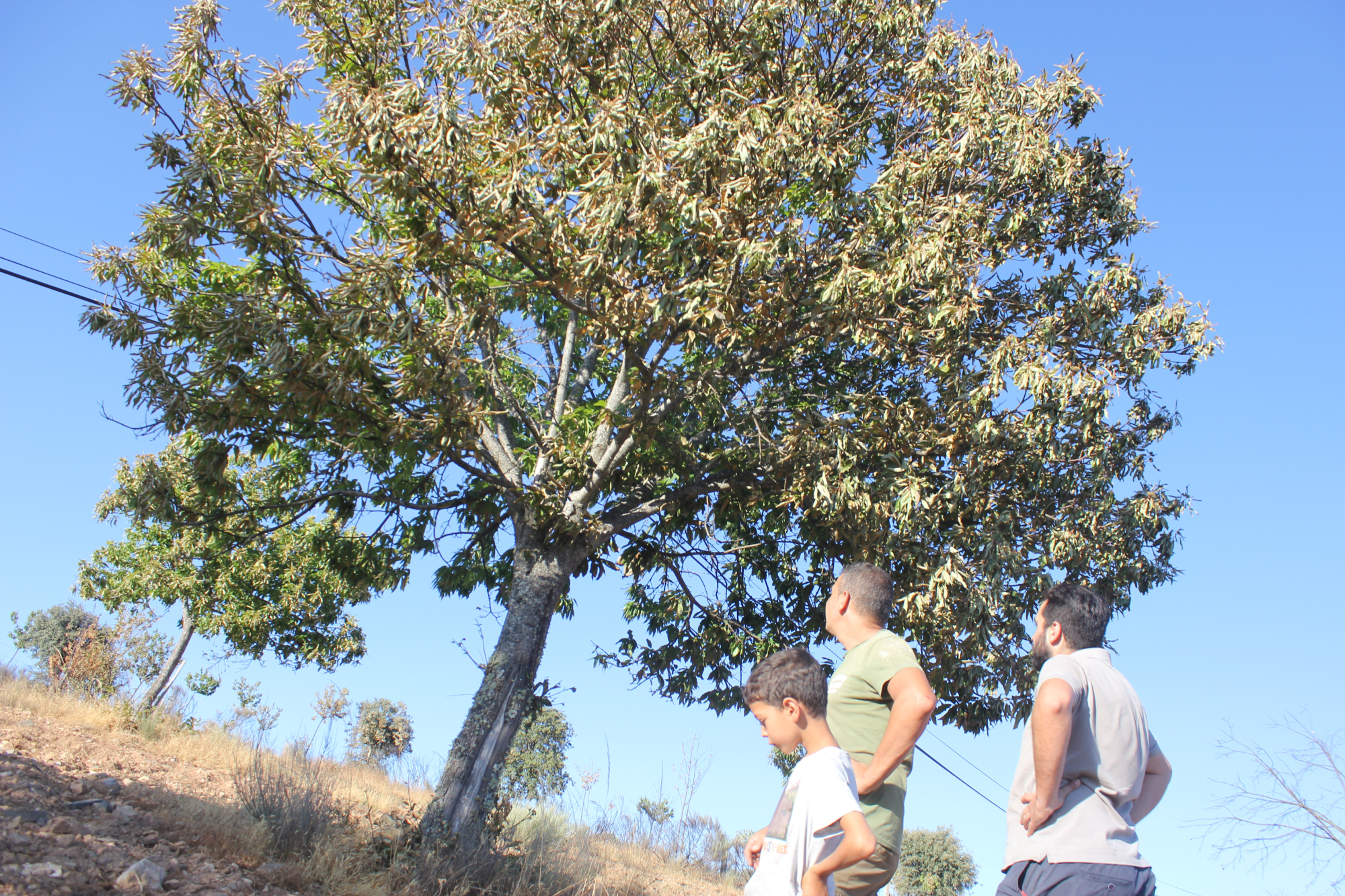 castanheiros queimados